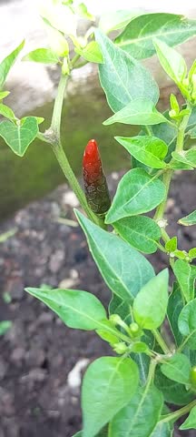 A woman picks Chili pepper from a branch in a garden. Chili peppers are widely used in many cuisines as a spice to add heat to dishes.