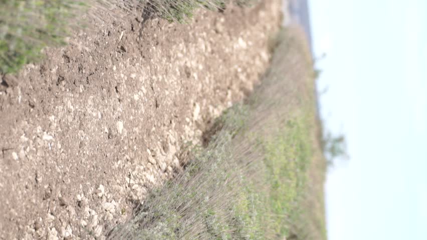 Grass Path Dirt Landscape - A ground level shot of a path through grass and dirt.