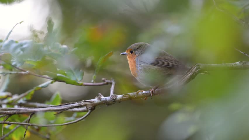 European Robin perched on a oak branch in a forest alley take flight. Erithacus rubecula, Quercus sp, Sologne, Loiret 45, région Centre Val de Loire, France, European Union, Europe