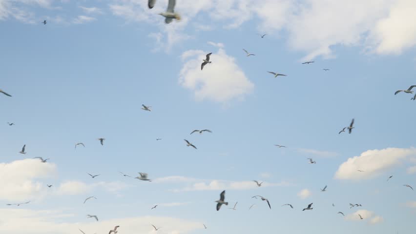 Group Of Seagulls Soaring Across A Bright Sky With Fluffy White Clouds On A Sunny Day