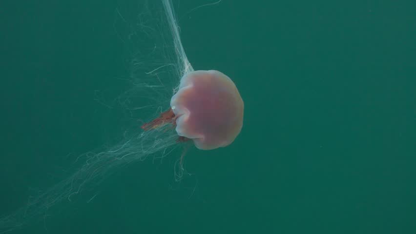 Lion’s Mane Jellyfish Drifting in Cold North Atlantic Waters — Stunning Tentacle Detail and Ethereal Movement Captured in 4K 60 FPS