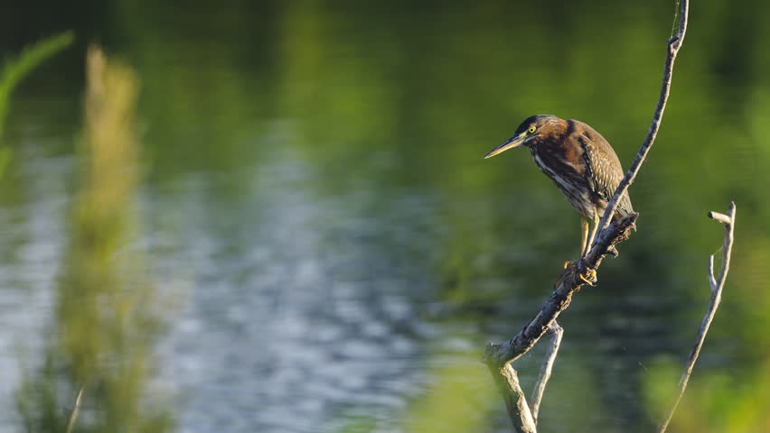 Green Heron Perched on Branch by Lake and Foliage