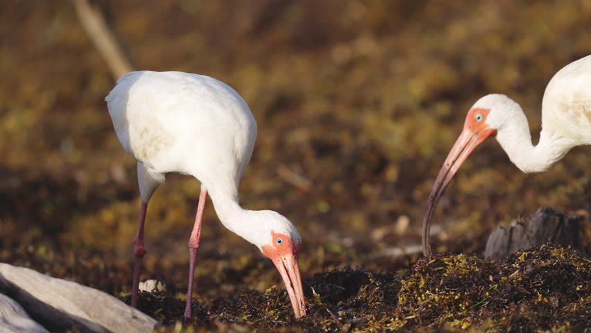 White Ibis Pair Feeding on Worms in Beach Seaweed 2