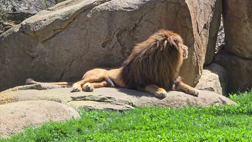 Wild African Lion Lying Peacefully at Valencia Zoo - Spain