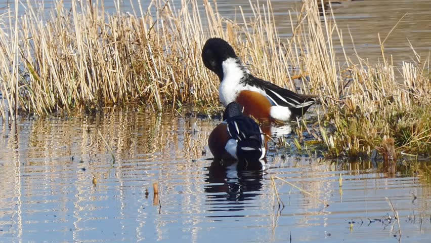 Two northern shoveler duck drakes sit and preen in the sun, at the water