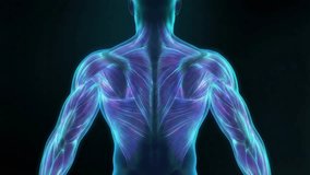 Male anatomy with a futuristic representation of the muscular system on a black background - Powered by Shutterstock - Get 15% off with code: PIKWIZARD15