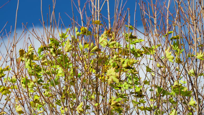 Vibrant autumn leaves on tree branches under clear blue sky