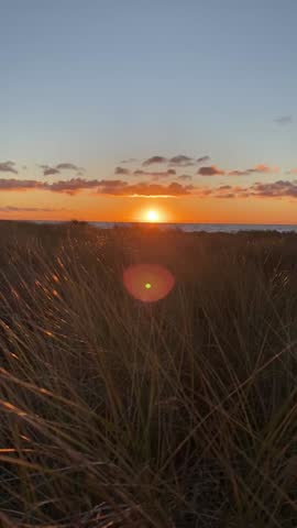 golden sunset over sandy beach with dune grass