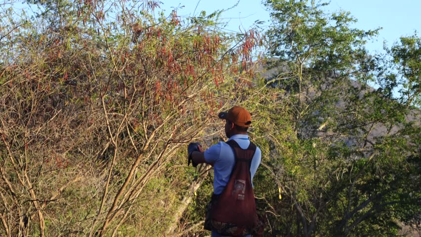 Trainer in leather gear holds out gloved arm as eagle lands mid flight on his hand, Mexico