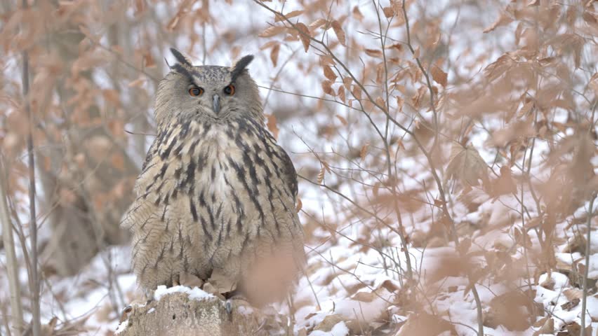 Majestic Eurasian eagle owl sitting on a stump and looking around in a snowy forest during winter