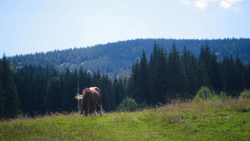Brown horse grazing on a green grassy hillside with a dense forest background and blue sky.