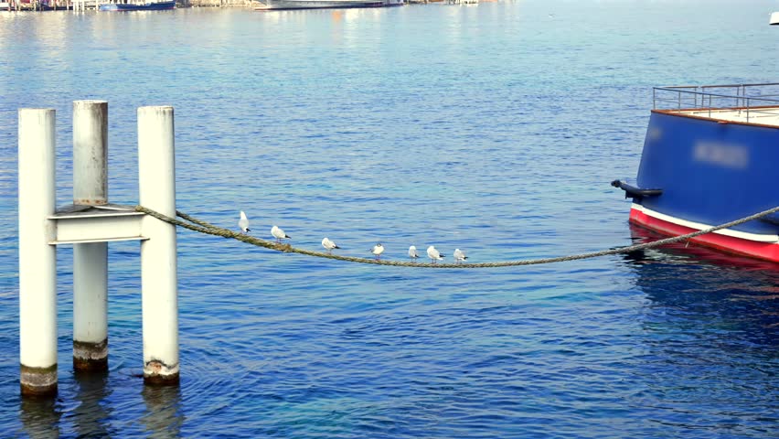 Gulls perch on a mooring rope near passenger vessel on Lake Geneva winter