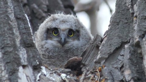 Three week old Great Horned Owl in nest, looking alert. HD 720p.