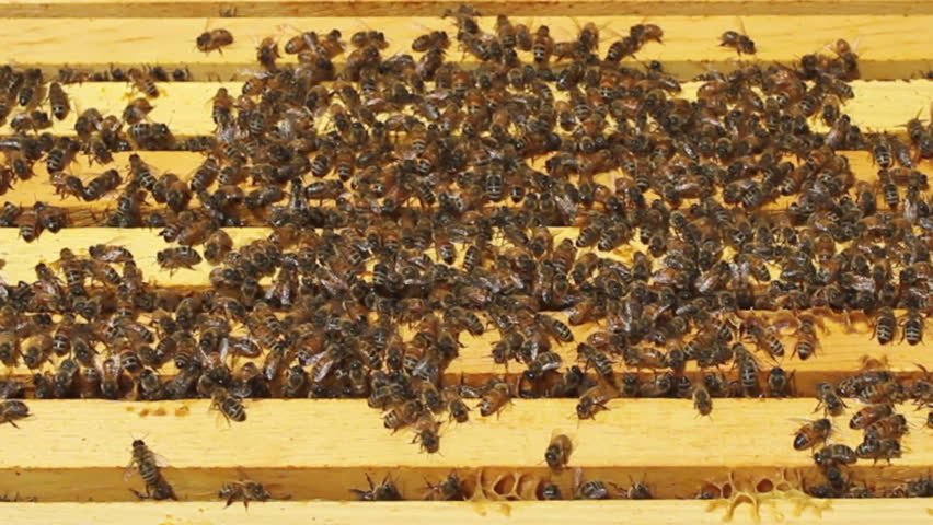 Thousands of Honey Bees on top of stacked frames in their colony at an Apiary.