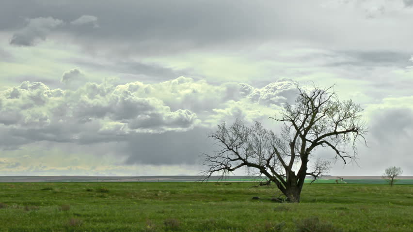 Tree in Green Meadow, with churning clouds. HD 1080p