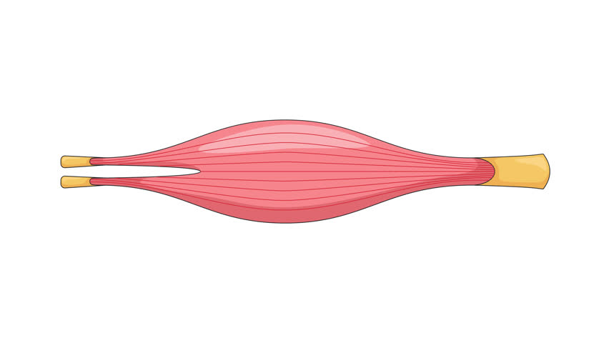 Human muscle in relaxed narrowed state cartoon animation. Internal striated tissue in motion. Physiology. Smooth muscular structure movement animated flat 2D object 4K video isolated on white