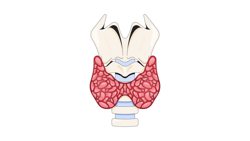 Enlarged thyroid gland affected by hyperthyroidism cartoon animation. Hormone imbalance. Overactive disorder in neck anatomy enlarging, growing animated flat 2D object 4K video isolated on white