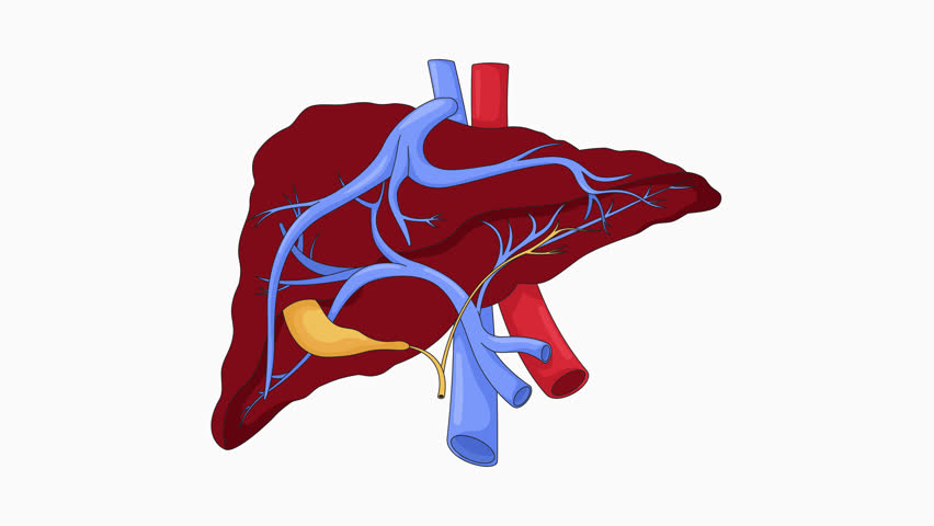 Human liver with cirrhosis and damaged nodular tissue cartoon animation. Hepatic disease. Internal organ tumor growing. Fibrosis pathology animated flat 2D object 4K video isolated on white