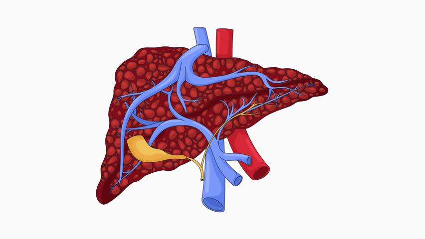 Human liver with cirrhosis and damaged nodular tissue cartoon animation. Hepatic disease. Internal organ tumor growing. Fibrosis pathology animated flat 2D object 4K video isolated on white