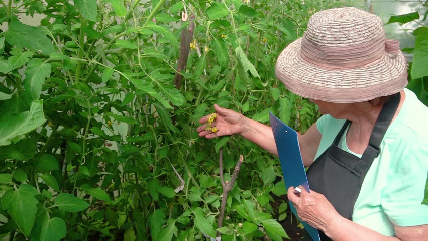 An elderly woman farmer inspecting plants on her rural garden plot and recording her observations.She is focused on monitoring the growth of her vegetable crops.Ideal for gardening and farming content