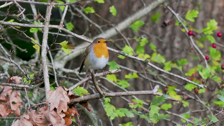 Robin Perched on a Branch