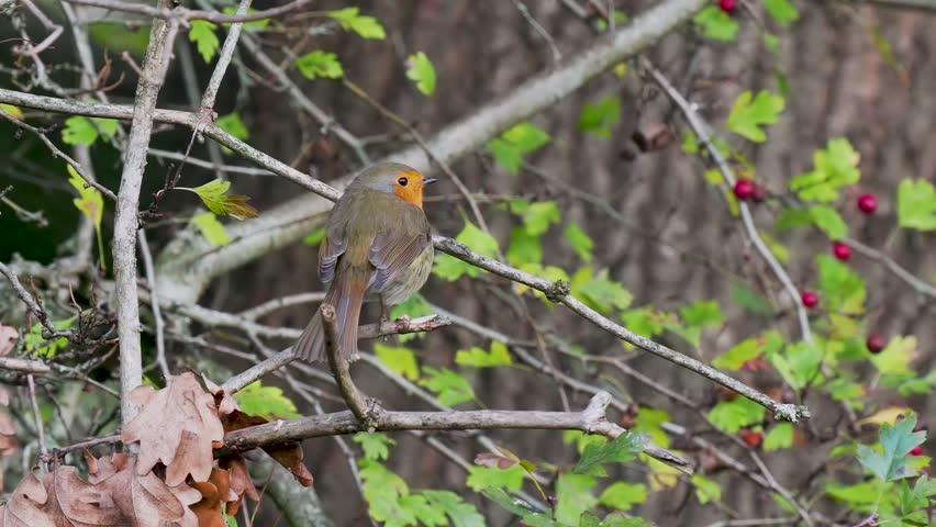 Robin Perched on a Branch