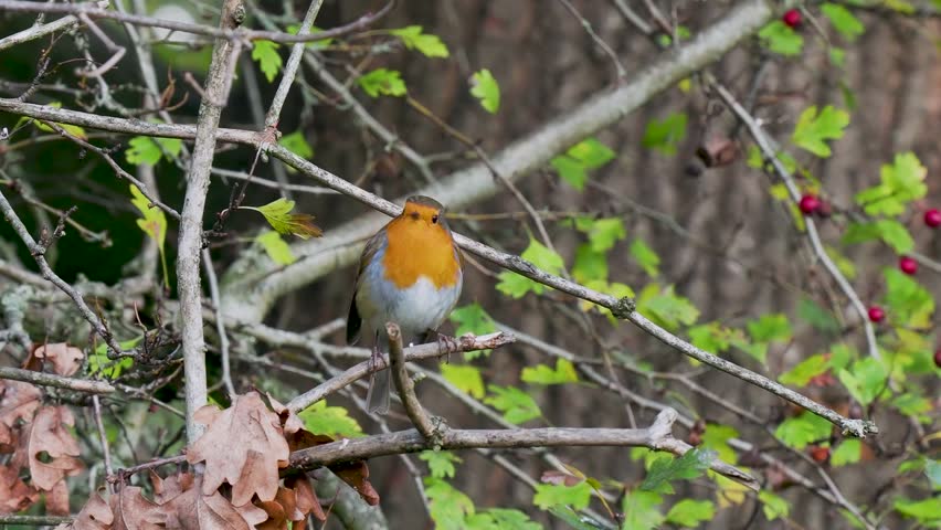 Robin Perched on a Branch