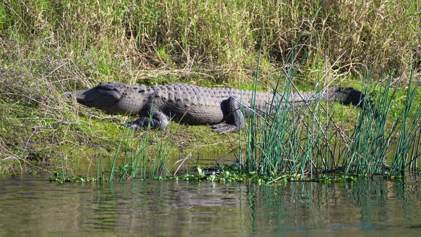 American alligator sunbathing on river shore in Everglades-style wetland landscape, Florida wildlife.