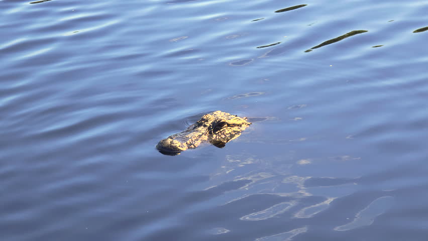 Close-up of American alligator swimming in fresh water lake in Florida, USA.