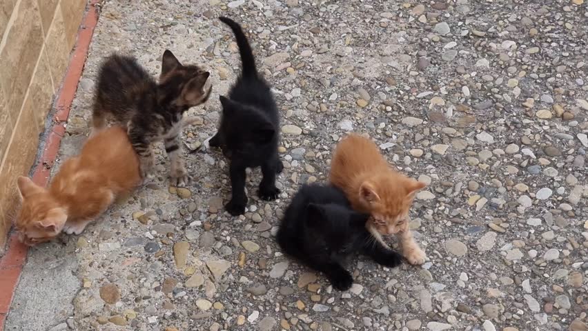Adorable stray kitten babies together outdoors. Natural light highlights their soft fur and innocent expressions. Perfect for themes of rescue, tenderness, and animal welfare.