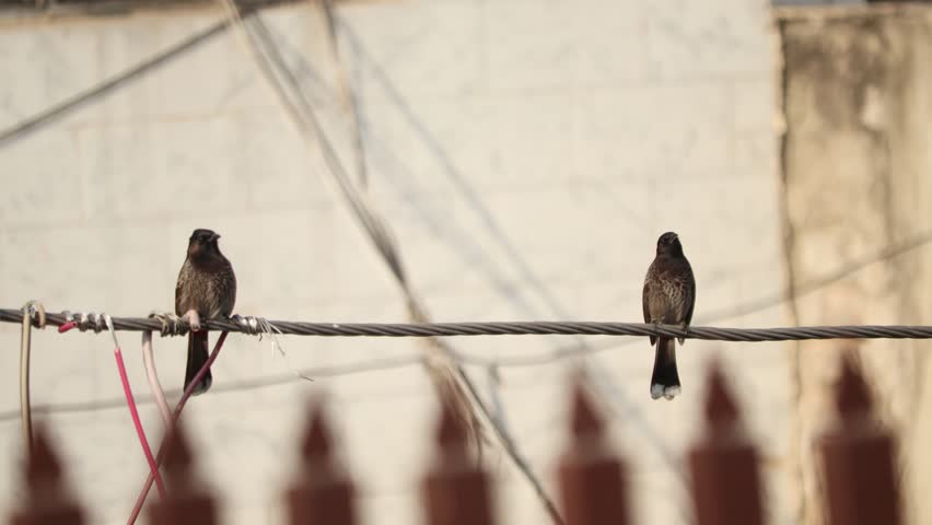 A pair of Red-vented bulbul birds, perched on an electric cable.