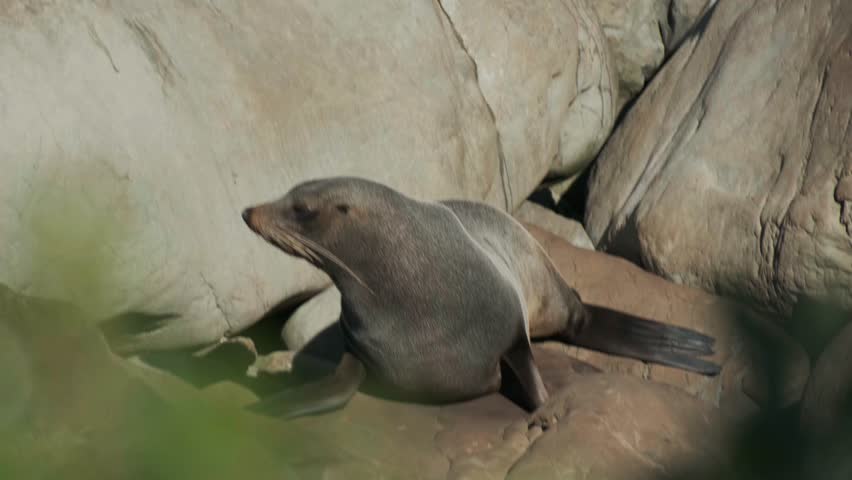 A telephoto encounter between two seals on a rock, behind a bush. while one is yawning, the other seal is barking or yelling something to the other one. a 4K video clip, Kaikoura, New Zealand.