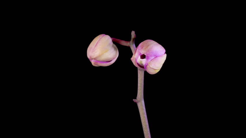 Orchid Blossoms. Blooming Purple Orchid Phalaenopsis Flower on Black Background. Time Lapse. 4K.