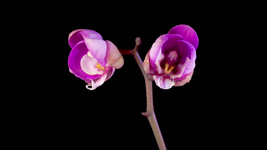 Orchid Blossoms. Blooming Purple Orchid Phalaenopsis Flower on Black Background. Time Lapse. 4K.