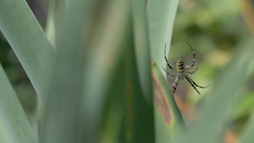 Spider with black and yellow markings on abdomen, legs reaching out in all directions. Fine hairs along legs visible. Green background soft, with natural plant texture