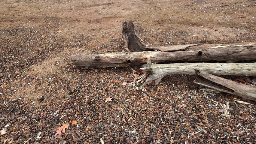 Autumn river, Raritan River in New Jersey. Old, dry trees lying on the riverbank.