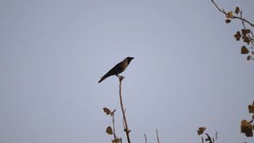 An Asian crow bird, perched on top of a tree branch. - Powered by Shutterstock - Get 15% off with code: PIKWIZARD15