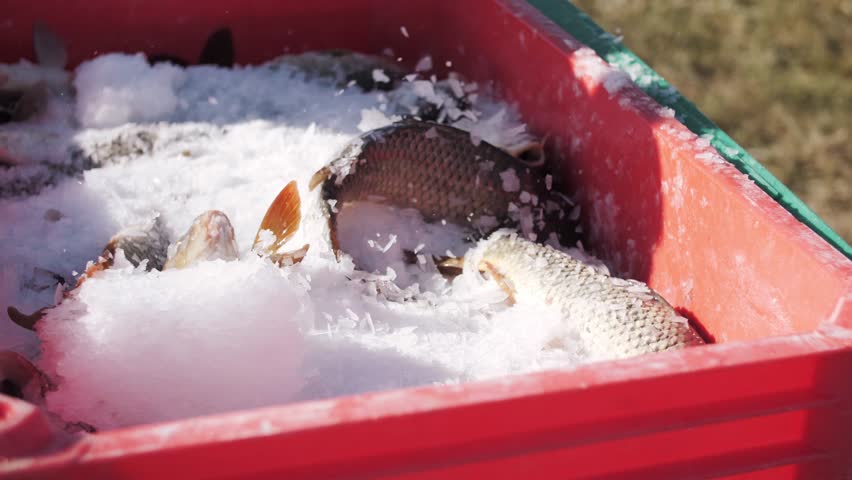 Fresh fish packed in ice in a red crate. Ready for sale at market.