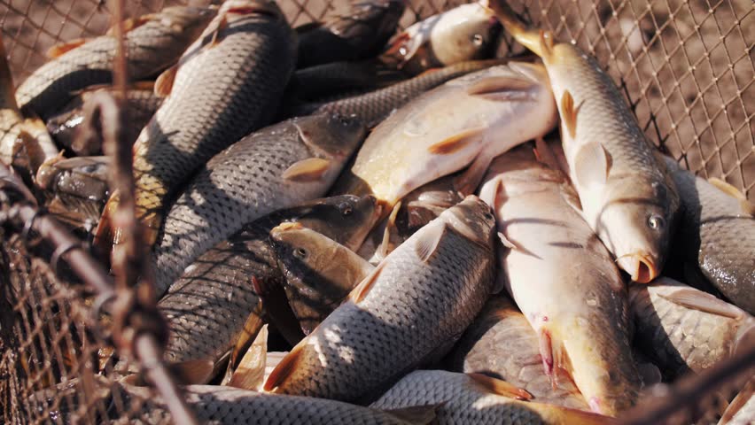 Fresh caught fish piled in a fishing net.