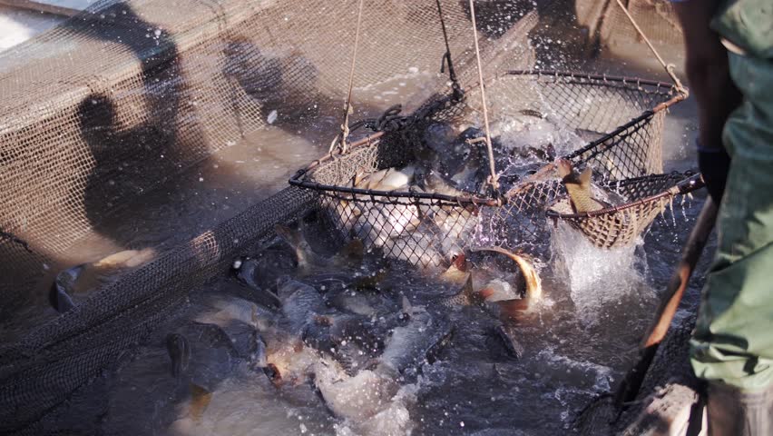 Commercial Fish Farm Net Harvest: Lifting Carp From Pond