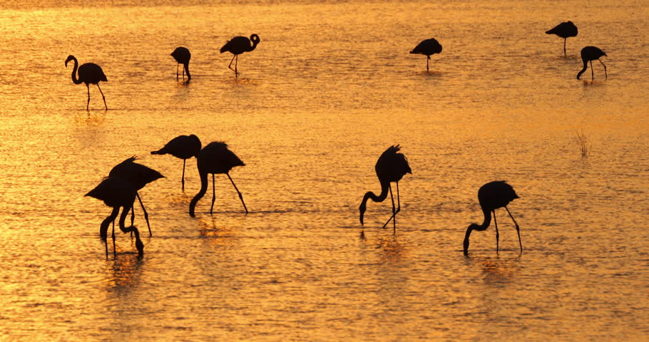 Pink flamingos at sunset, the Camargue, Southern France.