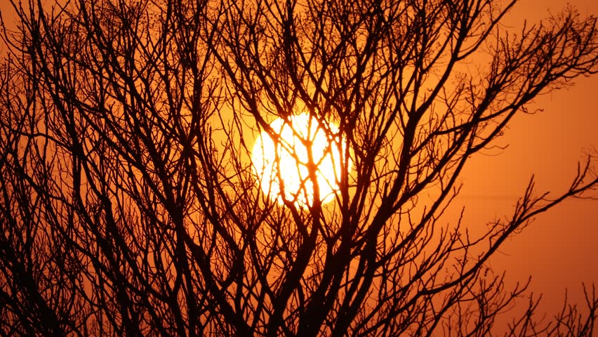Dramatic, 4K time lapse of the setting sun, behind a bare tree branches.