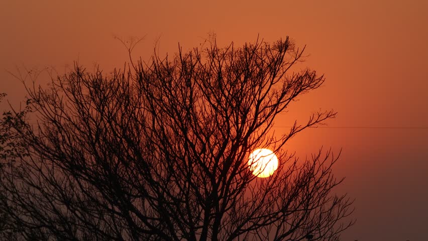 Intense sun flare through dark branches. Dramatic, vibrant red and orange sunlight behind the trees. 4K clips.