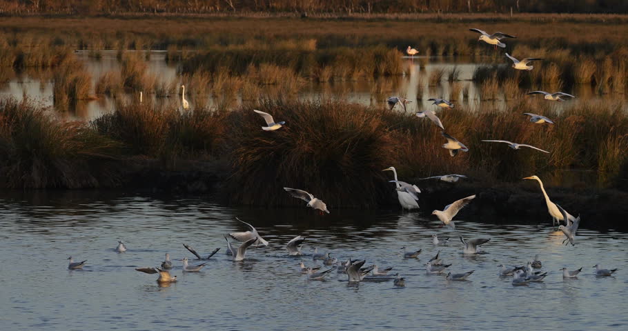 Wild birds in the Camargue, black-headed gulls and Great egret,  Southern France