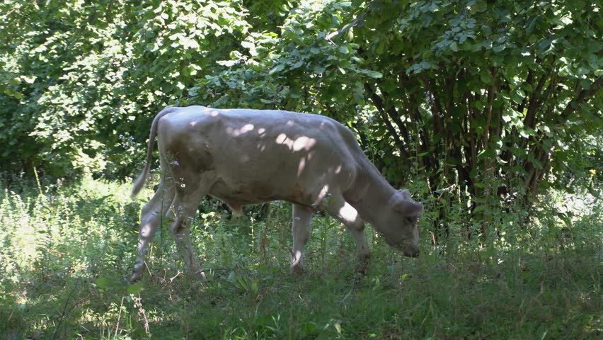 Cows grazing in green nature