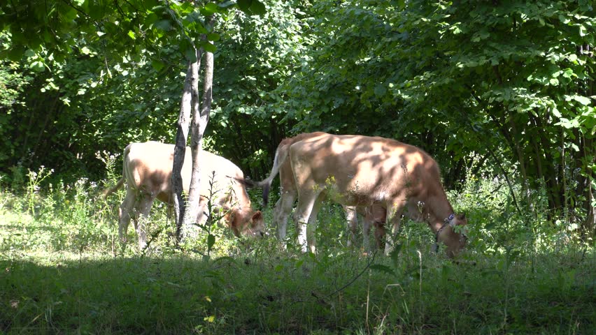 Cows grazing in green nature