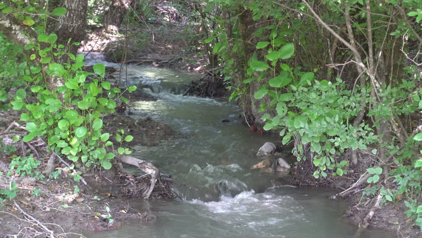 Calming river stream in green forest area