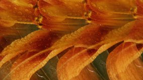Vertical video. Lily flower. Fractal petals. Defocused red orange green color plant pistils leaves liquid bubbles on dark black abstract art background. - Powered by Shutterstock - Get 15% off with code: PIKWIZARD15