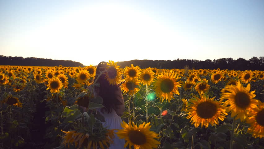 Young girl running along sunflowers field under blue sky at sunset. Sun shine at background. Follow to woman jogging at meadow and enjoying freedom. Rear back view Slow motion