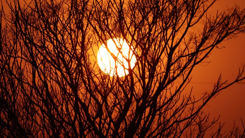 Intense sun flare through dark branches. Dramatic, vibrant red and orange sunlight behind the trees. 4K clips.
